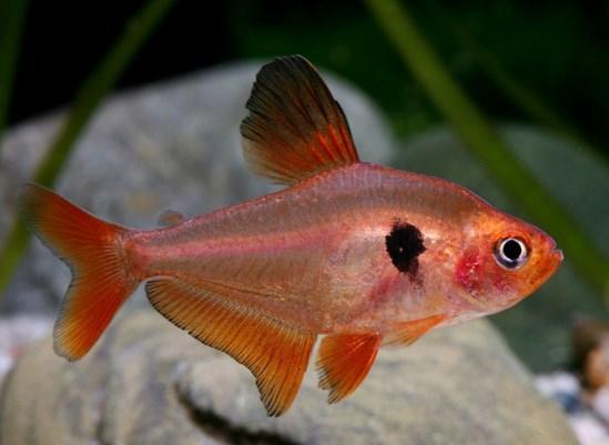 a.v. De Glasbaars Vissen Naam: Rode minor. Wetenschappelijke naam: Hyphessobrycon eques. Oorsprong: Zuid-Amerika (Brazilië, Paraguay en Argentinië). Biotoop: Zuid-Amerikaans.