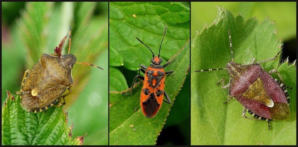 De Wiershoeck-Kinderwerktuin, dinsdag 28 mei 2019 Beste natuurliefhebber/-ster, Het was bijna anderhalve maand geleden dat ik op de tuinen van De Wiershoeck en de Kinderwerktuin was.