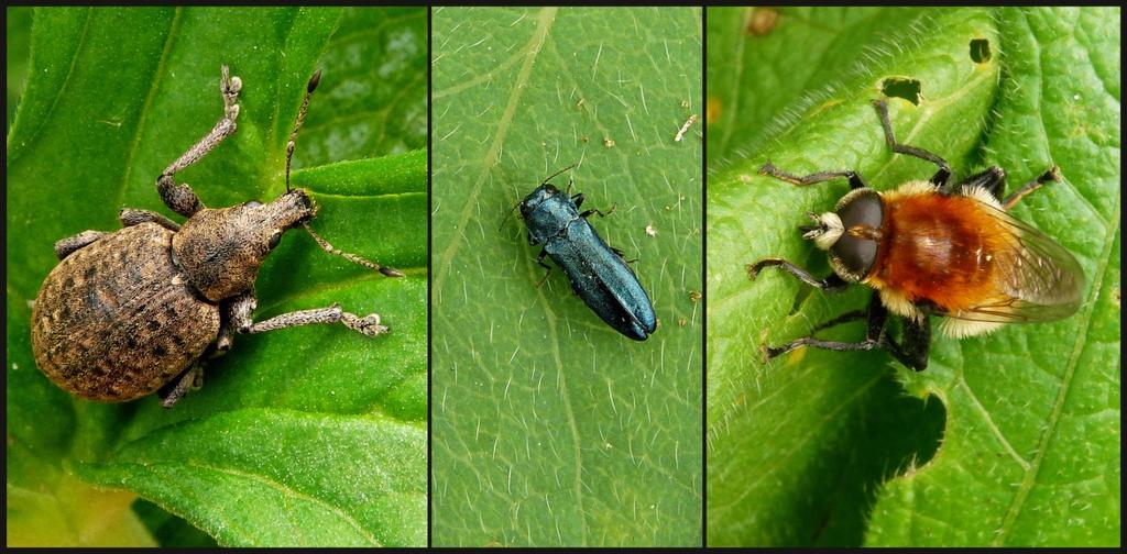 Dit zijn tot nectariën omgevormde kroonbladeren waarin nectar is opgeslagen. De nectar is echter via de bloem niet te bereiken en daarom maken hommels een gat in de sporen van de bloem.