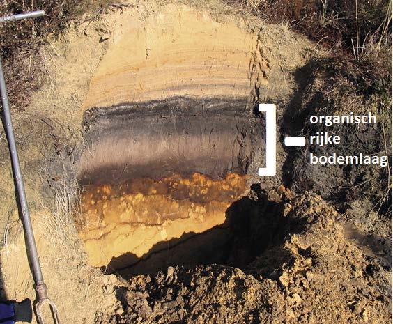Uit verschillende studies blijkt echter dat zandgronden met een hoog gehalte organisch materiaal een uitzondering zouden kunnen vormen omdat ze een hogere potentie hebben om nitraat om te zetten naar