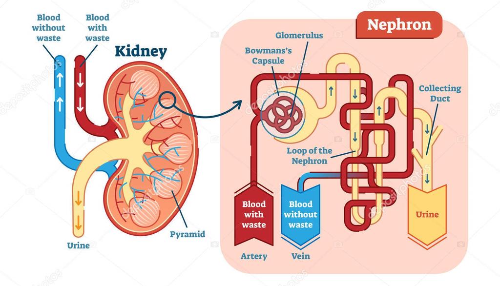 Kreatinine Kreatinine = afbraakproduct van kreatinefosfaat in spierweefsel.