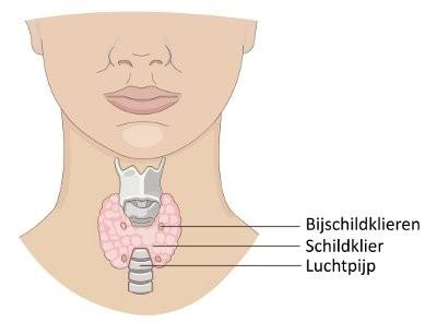 Schildklier(functie) Te traag (hypo): 120-170 per 100.000 patienten in huisartspraktijk.