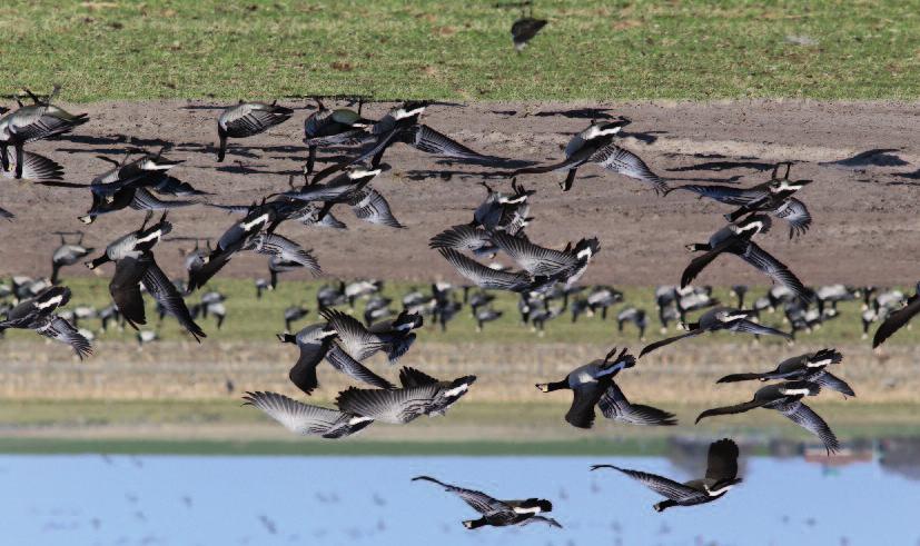 Brandganzen overwinteren in groten getale in het Nederlandse grasland. Ze foerageren in landbouwgebied, wat schade kan opleveren.