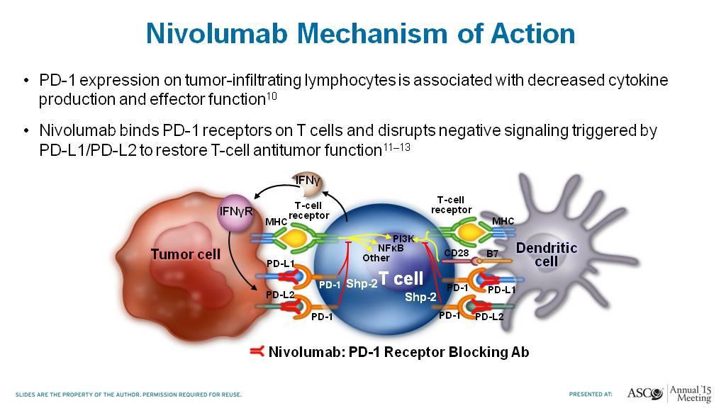 Nivolumab Mechanism of Action Presented