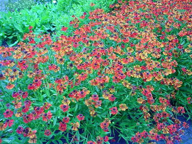 Helenium 'Moerheim Beauty' vak: F Planttype: Vaste plant Nederlandse naam: Zonnekruid Familie: Compositae Winterhardheid: zeer goed (-28,8 tot -23,4 C), USDA zone 5 Bloemkleur: Bloeitijd: Hoogte