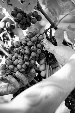 Virginie Boone, wine enthusiast De filosofie van Kendall-Jackson is: volledige toewijding aan het produceren van alleen de allerbeste kwaliteit wijnen van