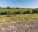 Op het etiket van de Unwooded Chardonnay staat de Cape Barren gans, een symbool van een bedreigde diersoort. Yalumba schenkt veel aandacht aan het herstel van inheemse flora en fauna.