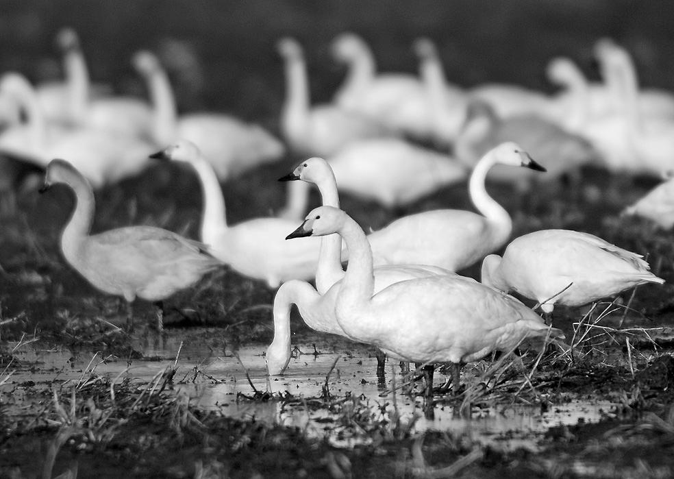 98 Skor, nr. 3, 2010 Dertig jaren wadvogel- en ganzentellingen op Texel: de Kleine Zwaan De Kleine Zwaan is een slag kleiner dan de Knobbelzwaan en de Wilde Zwaan.