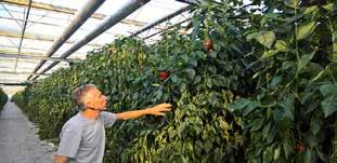 Chris den Ouden is voornamelijk gespecialiseerd in rode paprika s, naast de