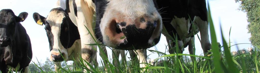 Bij hoge waterstanden is het bol leggen van percelen voor ontwatering de beste oplossing; Natte plekken in perceel draineren kan heel goed met kettinggraafmachine.