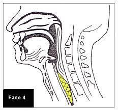 Wat gebeurt er in de oesofageale fase?