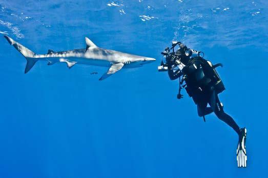 Zijn de blauwe haaien gevaarlijk? Volgens het internationale Shark Attack File werden er in de 484 jaar sinds 1580, slechts 13 incidenten met blauwe haaien geregistreerd.