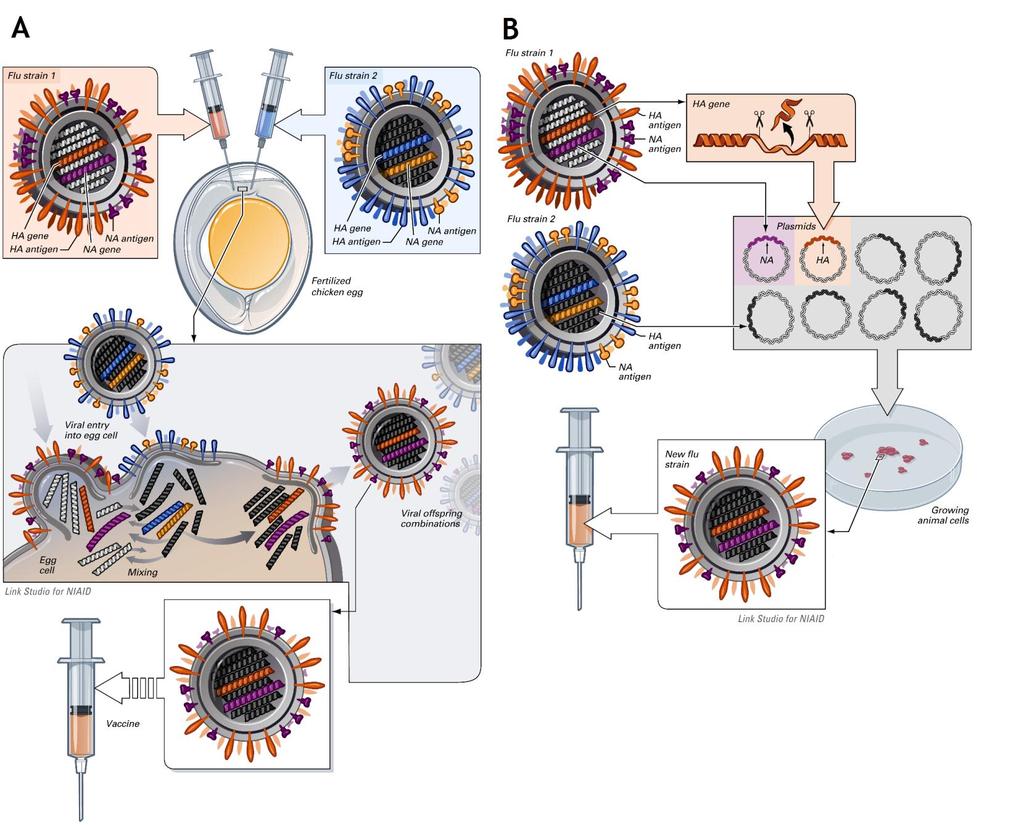 Figuur 4. Ontwikkeling van zaaivirus voor vaccins via reassortie (A) en reverse genetics (B). Virus segmenten van het donor virus zijn zwart.
