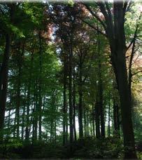 Steek het kruispunt over. Op de volgende hoek vind je aan de rechterkant een statige plataan (Platanus x hybrida). 23.