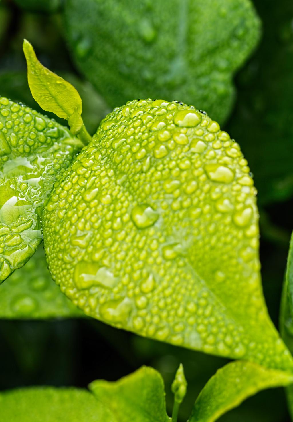 Hoe werkt filtratie door planten?