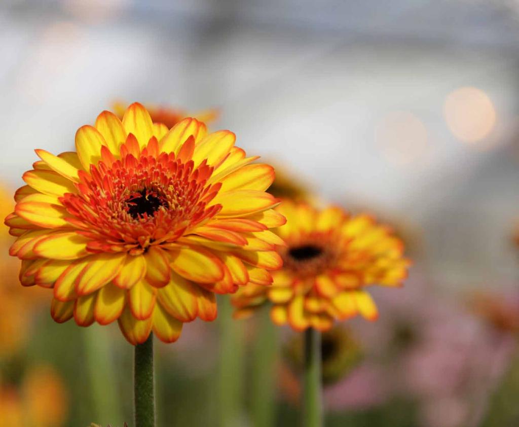 De goedkoopste wijze van afvalwater lozen Ridder CleanLite Nederland staat bekend als tuinbouwland bij uitstek. Techniek en innovatie zijn niet meer weg te denken.