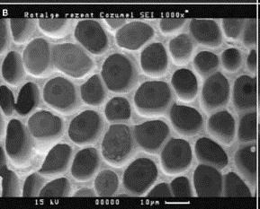 00% Sulfur (S) Boron (B) Chlorine (Cl) Copper (Cu) Iron (Fe) Manganese (Mn) Molybdenum (Mo)