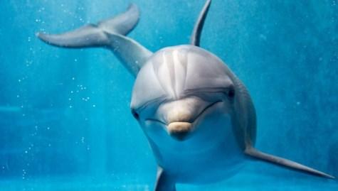 Boudewijn Seapark Vandaag staat een uitstap naar Boudewijn Seapark op het programma. Amuseer je in leuke attracties, geniet van dolfijnenshows en bewonder de vele andere dieren in het water!