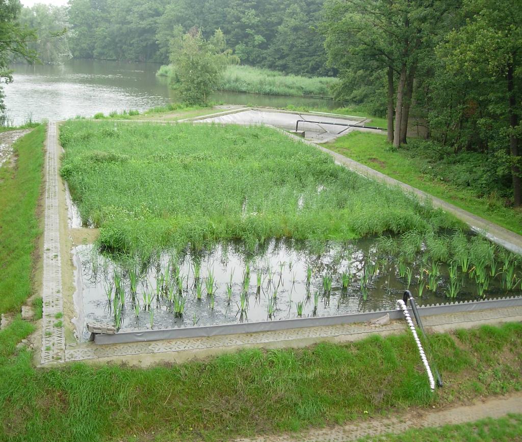 Rietveld Enkele kenmerken vn riet Riet heeft veel licht nodig, mr niet te eel. Riet groeit snel. De rhizomen zijn de stengels die wortels vormen. Deze zijn hol en trnsporteren zuurstof nr de bodem.