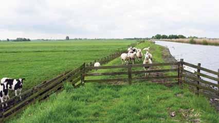 Zicht op de Enkele Wiericke vanaf Fort Wierickerschans Werk aan de Enkele Wiericke Natuurvriendelijke oever (NVO) Als u over de kade van de Enkele Wiericke loopt, dan ziet u hier en daar nog een berg