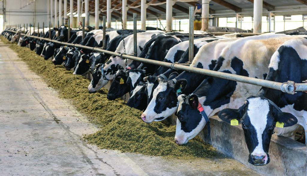 Voor een hoge melkproductie moet een rantsoen de juiste voedermiddelen bevatten in de juiste verhouding.