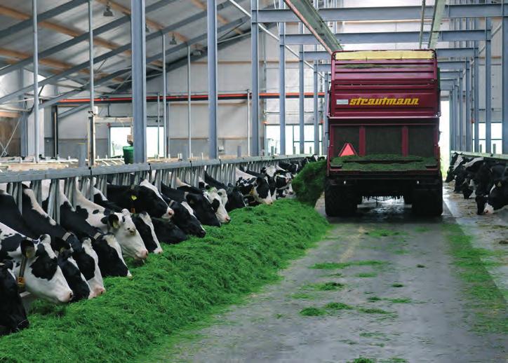 Voedermiddelen 9 Inscharen Zomerstalvoedering dan meer herkauwen en de celinhoud komt trager vrij. Kort gras breekt juist snel af in de koe.