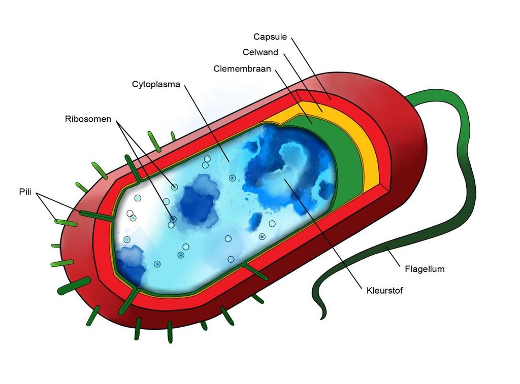 Bacteriën