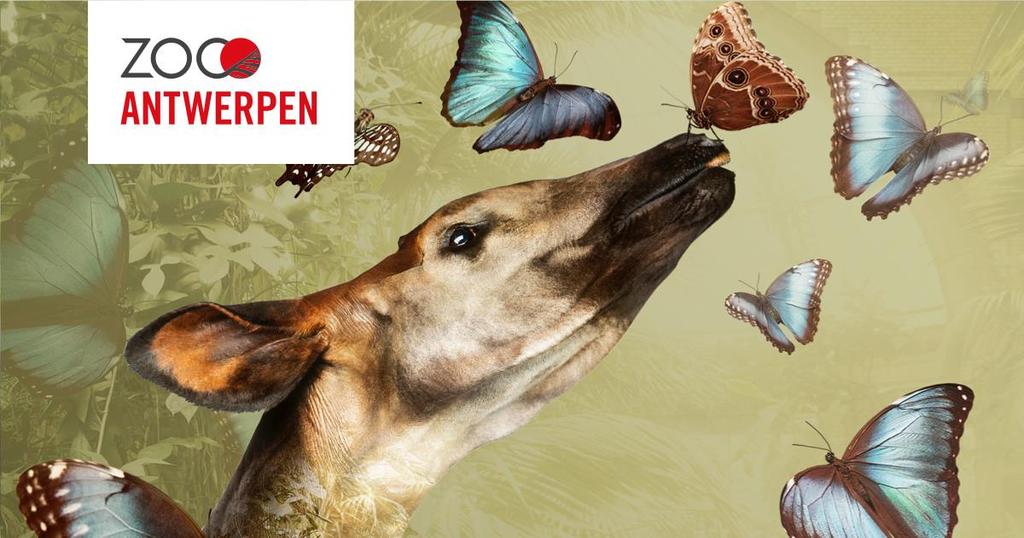 5 mei 2019: 9h45 17h15 Hey hey vandaag leider Jonas zijn favoriete activiteit, we gaan naar de Zoo van Antwerpen.