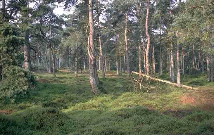 Einddoel streefbeeld natuur In het BIP is het einddoel streefbeeld natuur beschreven.