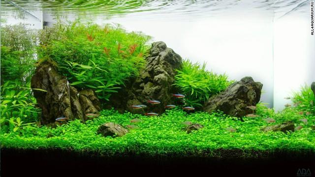 Heerlijk veel plantjes in dit aquarium. Bron: CNN Creëer de juiste temperatuur. Jaja, garnalen zijn niet snel tevreden.