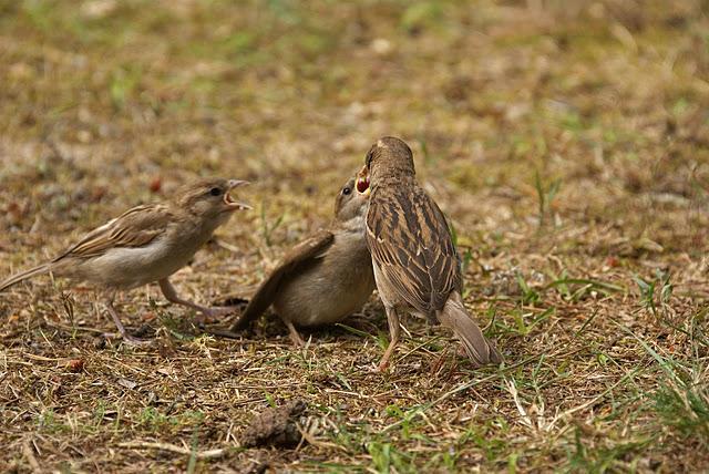 Drie karakteristieke akkervogels Om de ontwikkelingen van de vogelstand systematisch te kunnen volgen voerden wij vijf broedvogeltellingen uit volgens de Sovon methodiek.