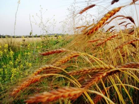 Om de bodemstructuur te verbeteren zaaiden we daar paardengras in, waarvoor immers een markt blijkt te bestaan.