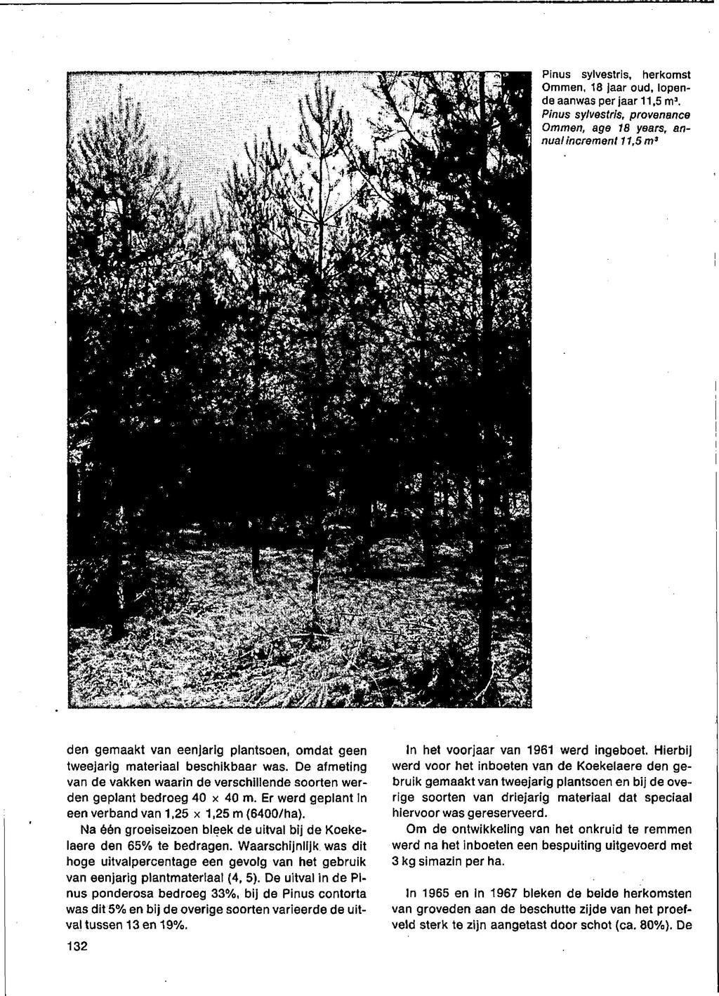 Pinus sylvestris, herkomst Ommen, 8 jaar oud, lopende aanwas per jaar,5 m a. Pinus sylvestris, provenance Ommen, age 8 years, annual increment,5 m3 v 7- v IvtSTC^ H fe" ïjgjy; ^.