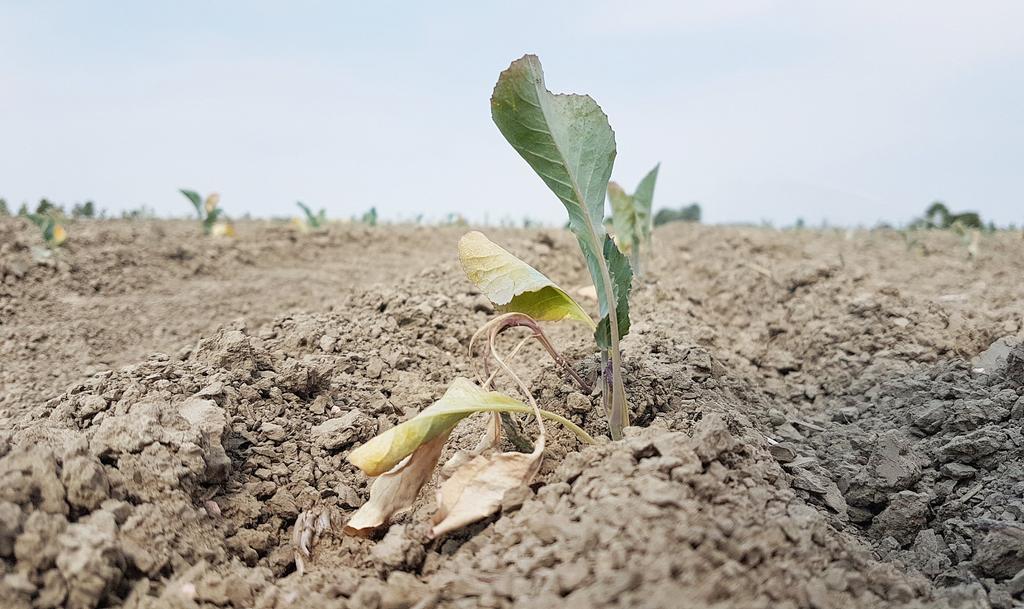 Extreem warm, extreem zonnig en zeer droog 2018 was met een gemiddelde temperatuur in De Bilt van 11,3 C het vijfde zeer warme jaar op rij.