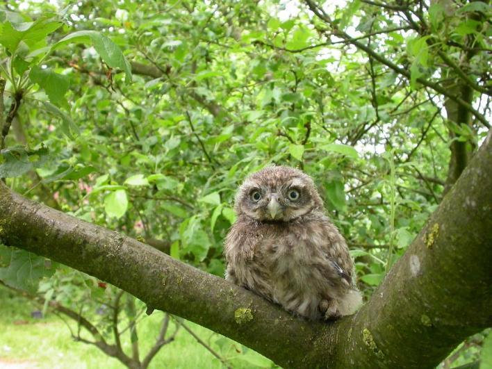 In dit natuurterrein onderhouden vrijwilligers de knotwilgen waar ook de steenuil van profiteert.