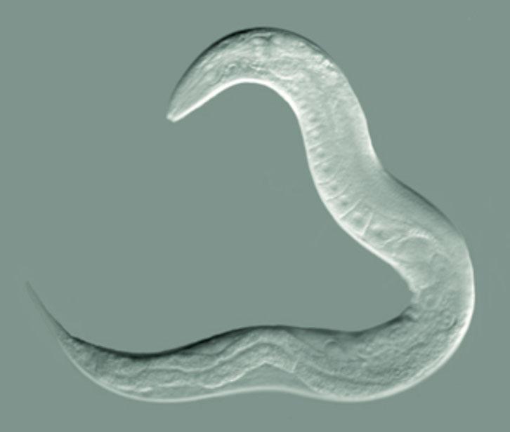 3. Bij C. elegans komt de transcriptiefactor DAF-16 voor. Bij sommige langlevende mutanten van C. elegans is de concentratie DAF-16 in de cellen hoger dan normaal.