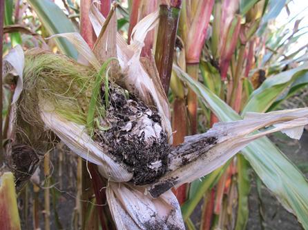 In situaties van groeistagnatie van de mais (te koud, te nat, structuur, bemesting) groeit de schimmel sneller dan de mais en kan deze zich in het groeipunt en vervolgens in de bloeiwijzen vestigen.