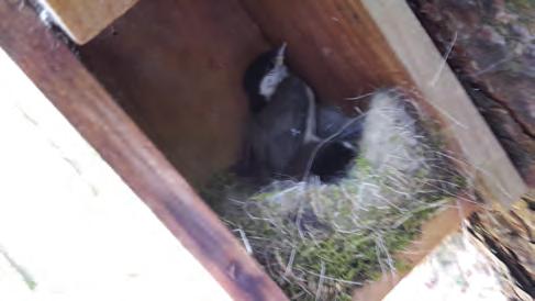 Landelijk NEtwerk voor STudies aan nestkastbroeders Twee Glanskoppen op het nest.