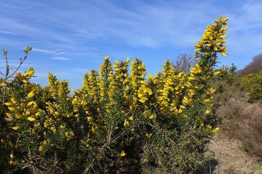 2 SOLITAIRE STRUIK Solitaire struiken zijn alleenstaande struiken die breed uit kunnen groeien. Solitaire bomen groeien op enige afstand van wegen/paden, zodat deze geen snoei behoeven.