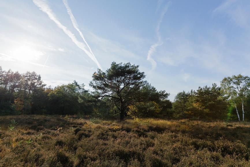 3.2.4 HEIDE Heidevegetaties bestaan grotendeels uit struikhei, afgewisseld met andere plantensoorten zoals stekelbrem, kruipbrem, pilzegge, buntgras en schapengrassen.