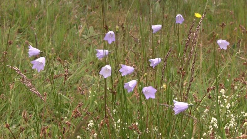 FLORA EN FAUNA Heischraal grasland met kruiden en dwergstuiken vormt een belangrijk foerageergebied voor veel wilde bijen en dagvlinders; Open zandige delen en steilrandjes binnen het grasland vormen