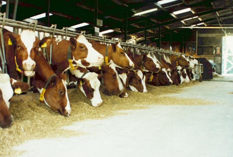 celwandverteerbaarheid een hogere passagesnelheid, waardoor de koe een hogere drogestof opname per dag en daarmee een hogere productie kan realiseren.