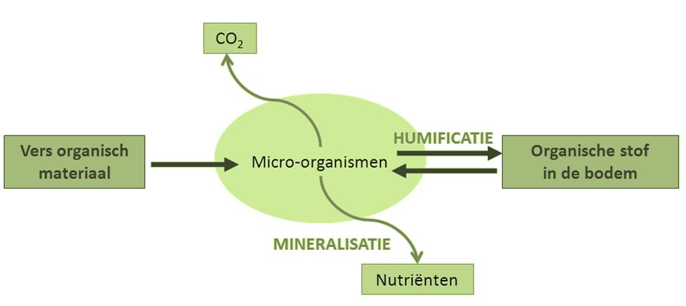 Plantenvoeding ammonificatie Organische stikstof NH 4 + NO 2 - NO 3 - H 2 O, t nitrificatie O