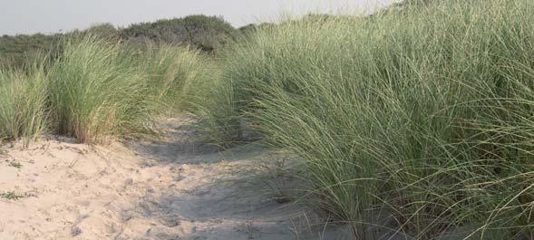 HAAK De Haak steekt vanaf het land ongeveer 1,5 kilometer de zee in.