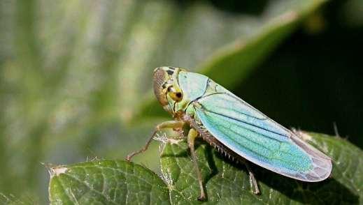 INSECTEN De Agrilus