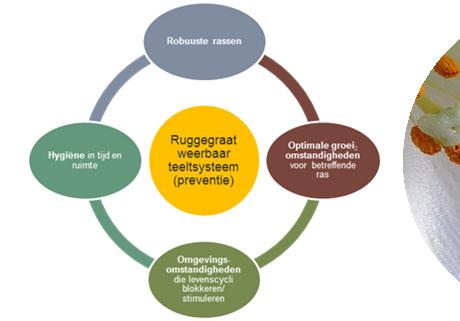Ontwerpen van duurzame teeltsystemen met voorbeelden: lelie - Casper Slootweg & aardbei - Ellen Beerling In opdracht van: PlantgezondheidEvent 21 maart 2019 LNV-Kennisimpuls Groene Gewasbescherming