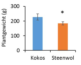 Opkweek en productie op steenwol Zaden gekiemd (%) 100 80 60 40 20 0 kokos 1