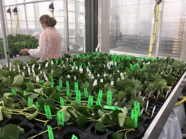 Afharden planten In 2019 Doel: compactere en steviger planten, minder gevoelig voor