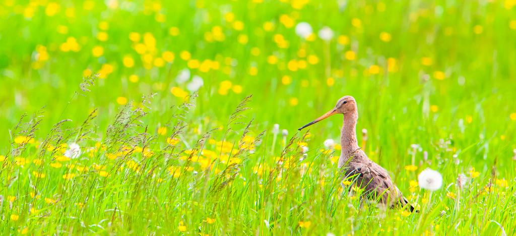 RAPPORTAGE 471605 WEIDEVOGELS IN DE VOSSE- EN WEERLANERPOLDER KORT RAPPORT