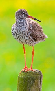 Weidevogelmonitoring: werkwijze De monitoring heeft plaatsgevonden in het in afbeelding 1 rood omlijnde gebied. Ook buiten dit gebied is vogelgedrag soms genoteerd.